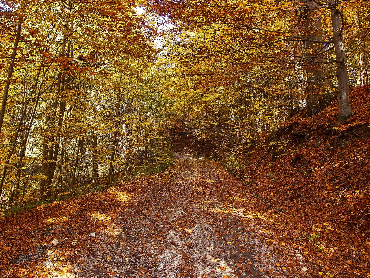 autumn forest nature free photo