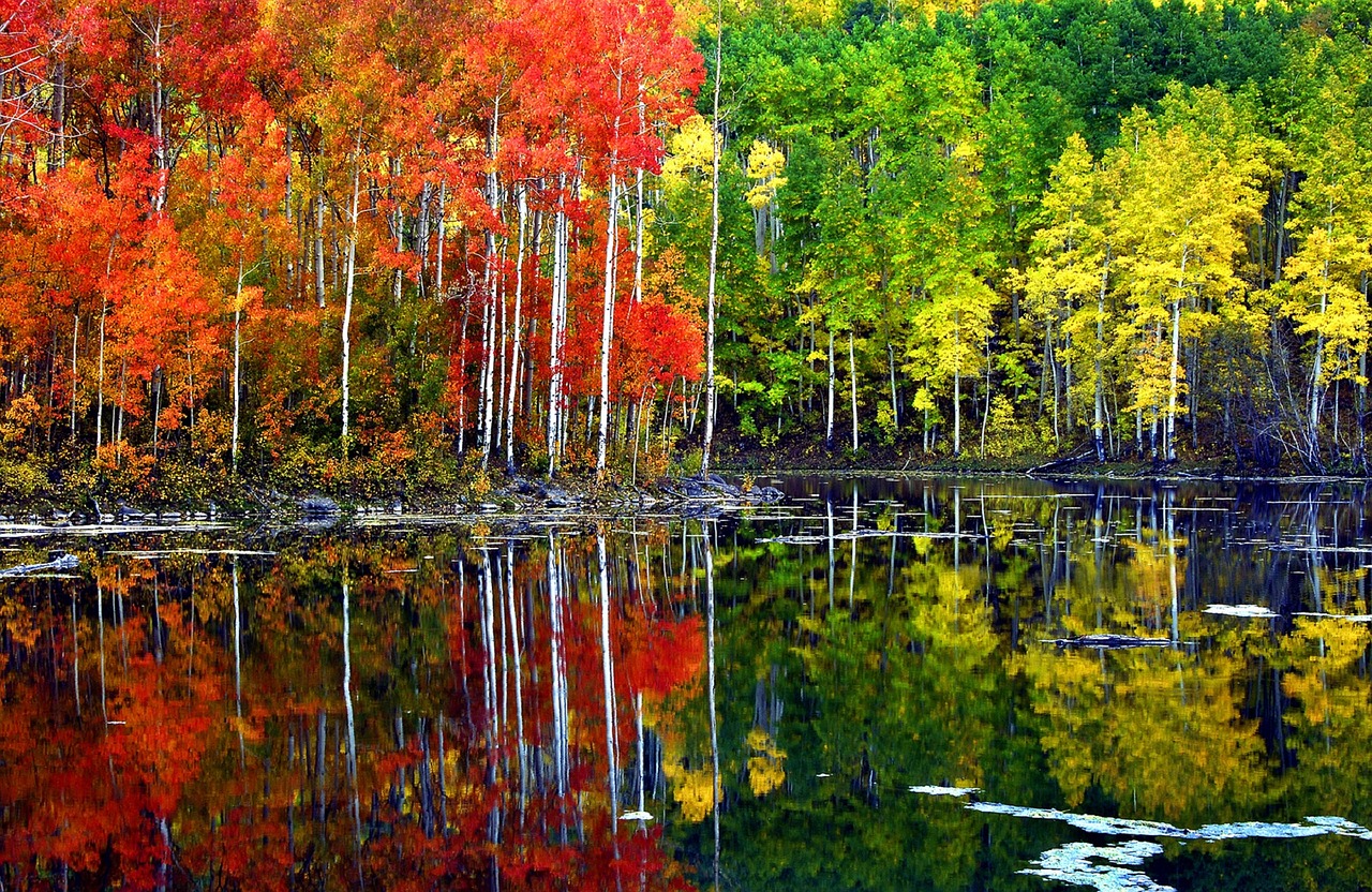 autumn scenic foliage free photo