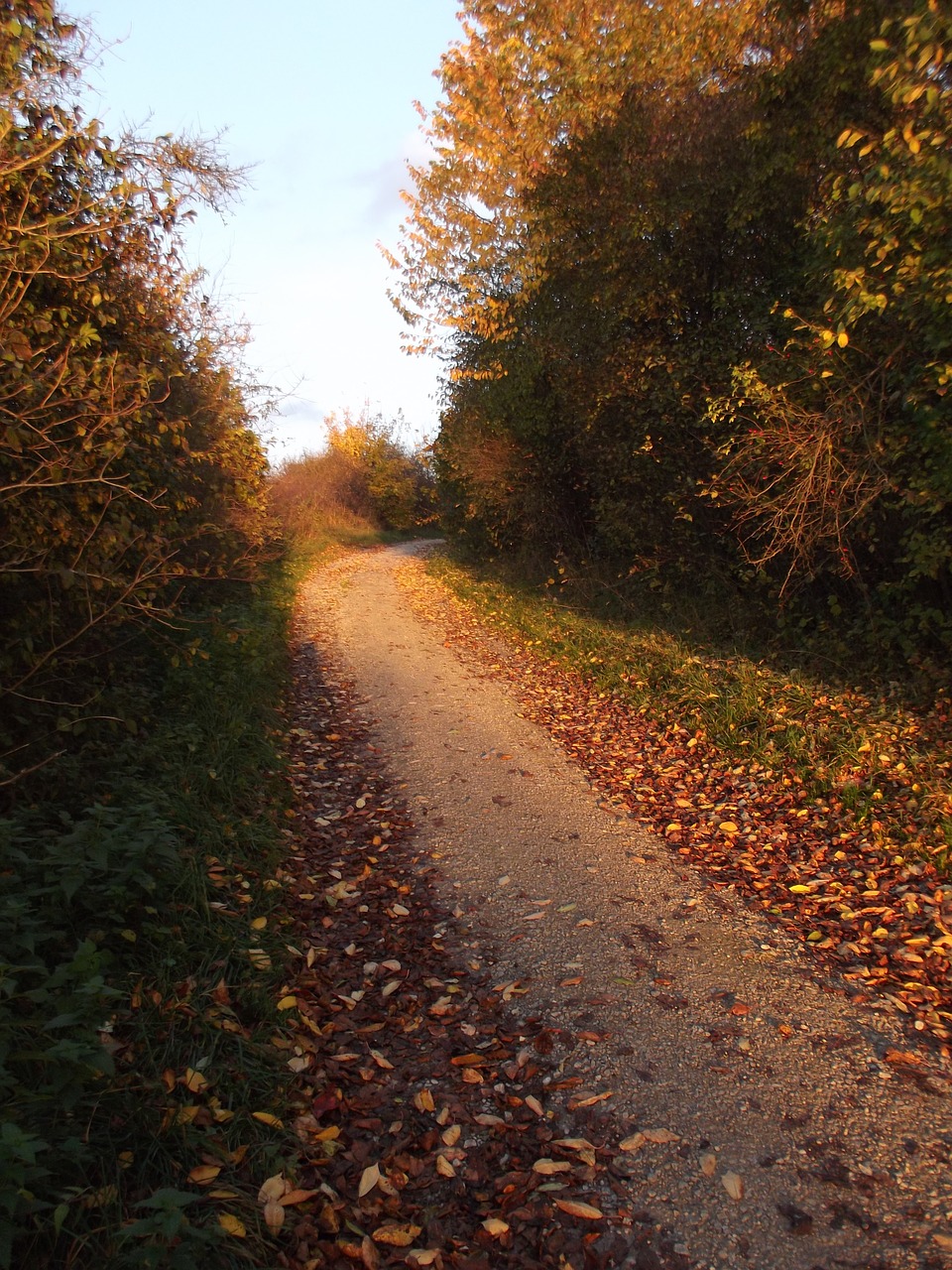 autumn away leaves free photo