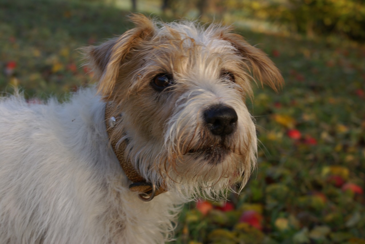 autumn dog terrier free photo