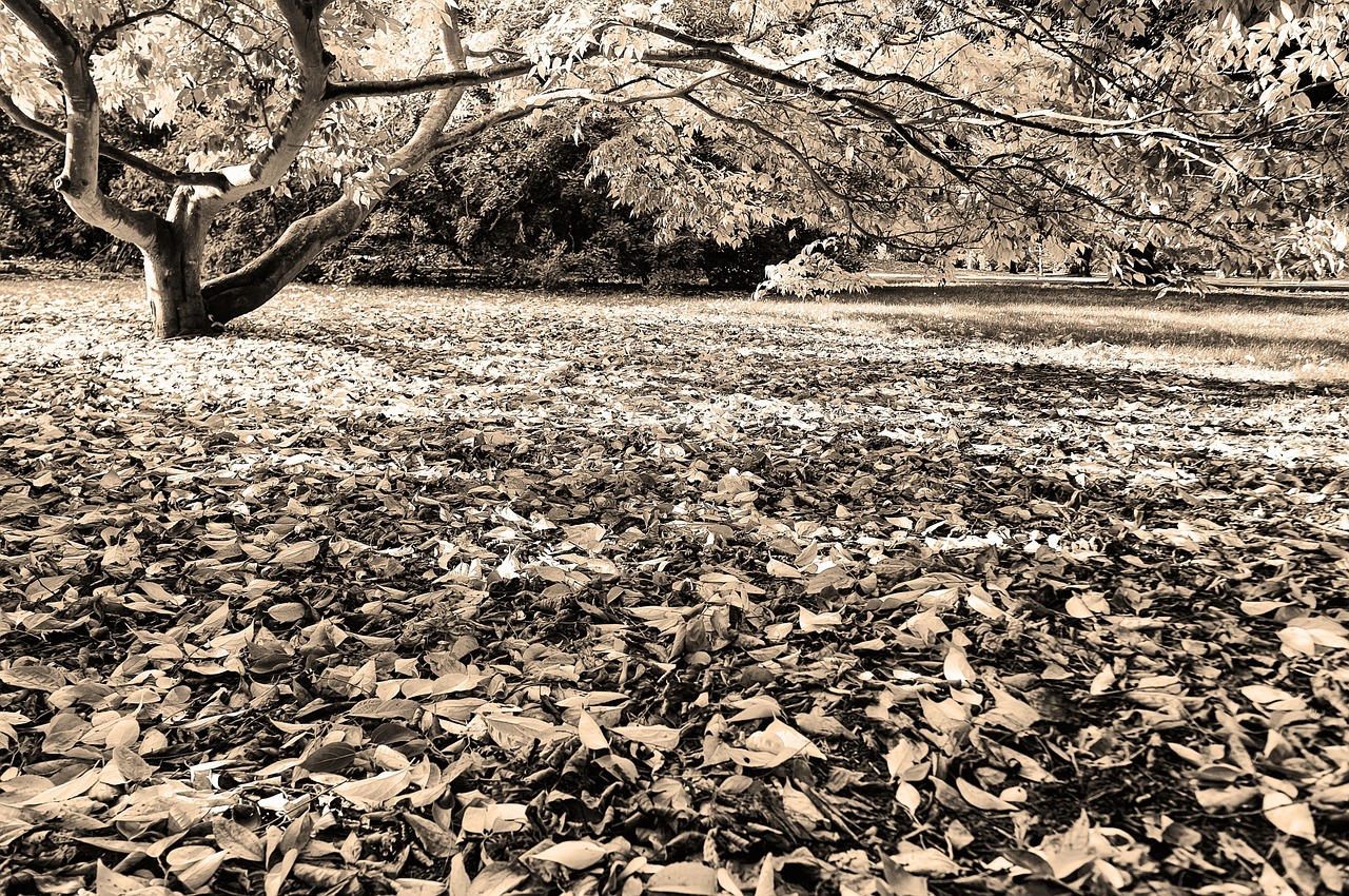 autumn tree leaves free photo