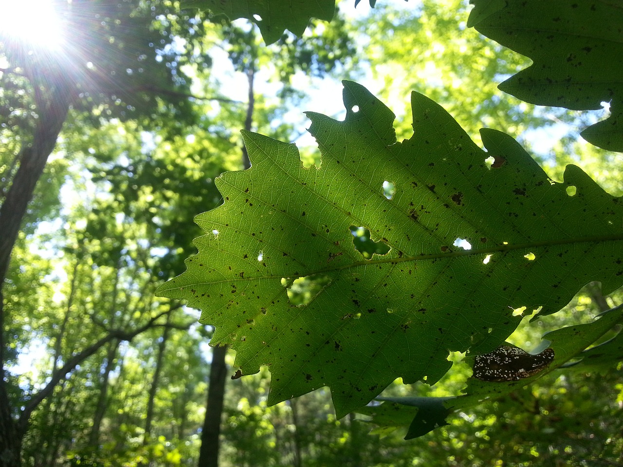 autumn foliage defoliation free photo