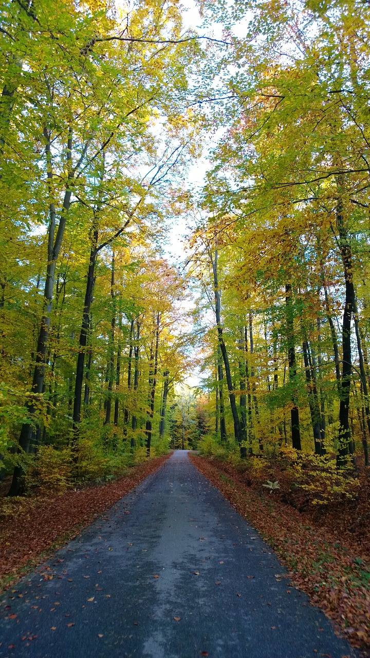 autumn landscape forest free photo