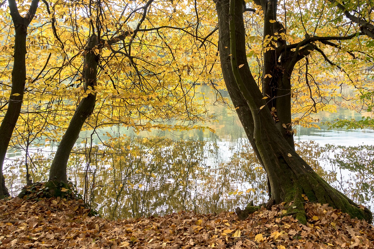 autumn on the river river free photo