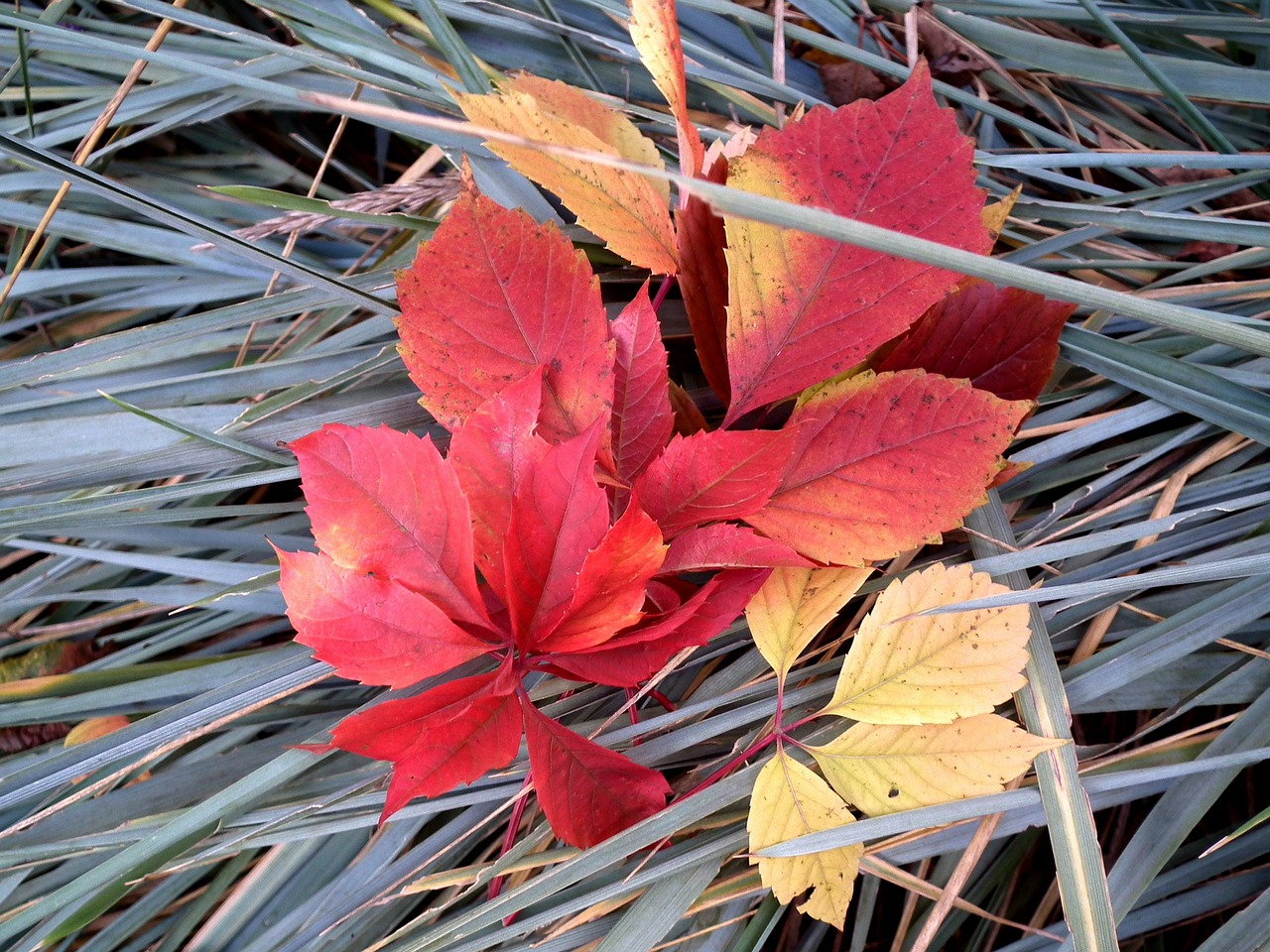 autumn leaves listopad free photo