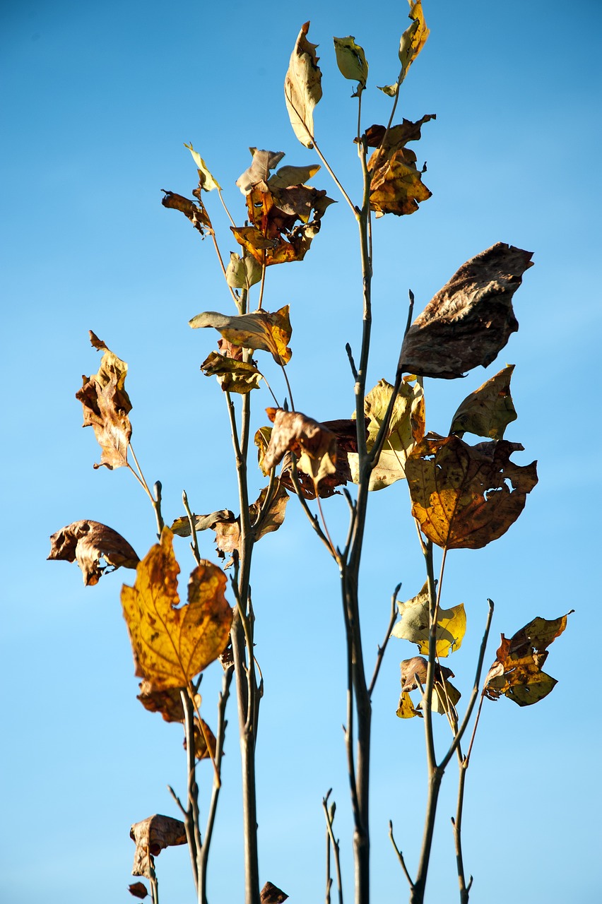 autumn leaves golden autumn free photo