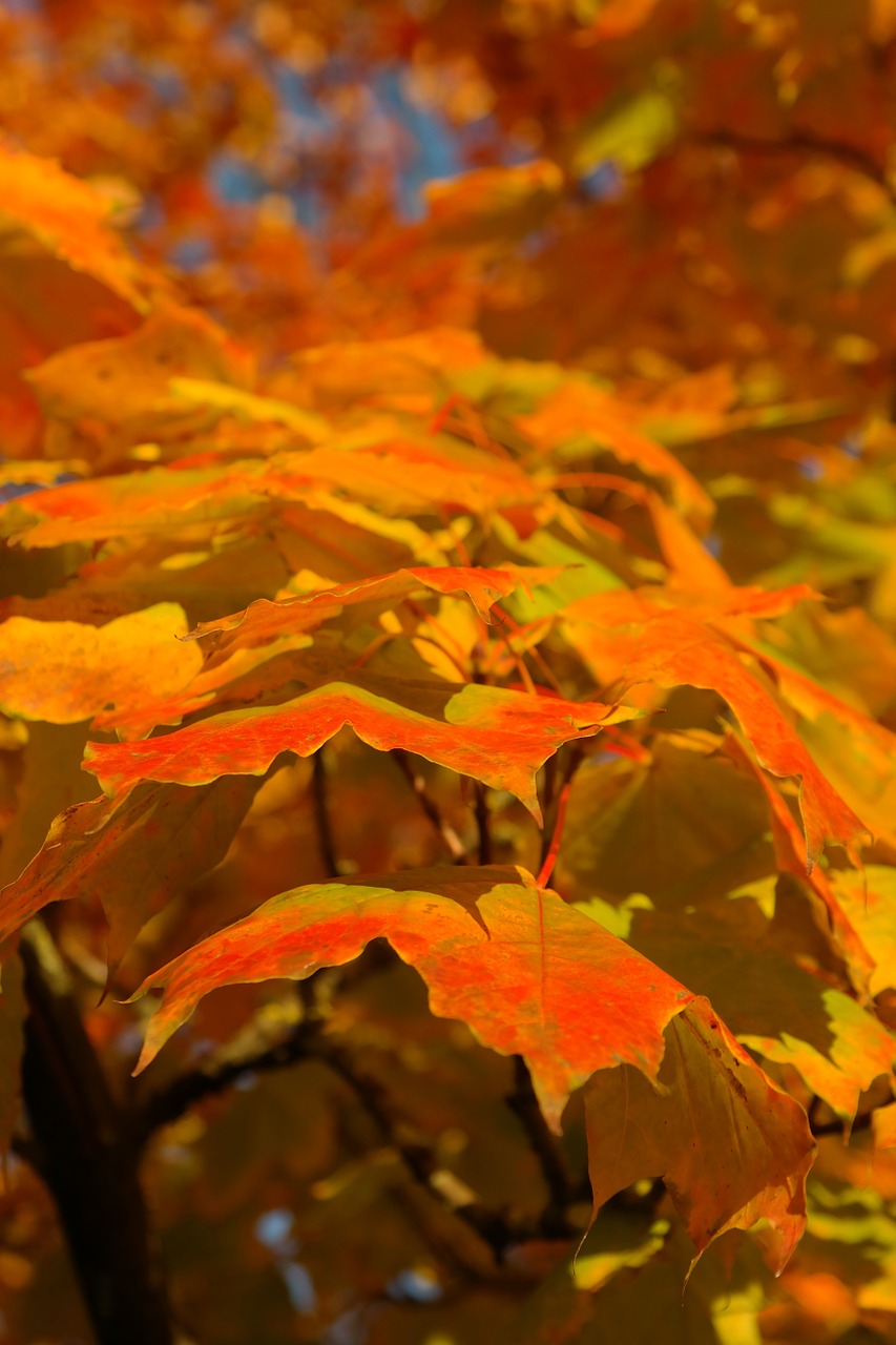 autumn leaves fall color free photo