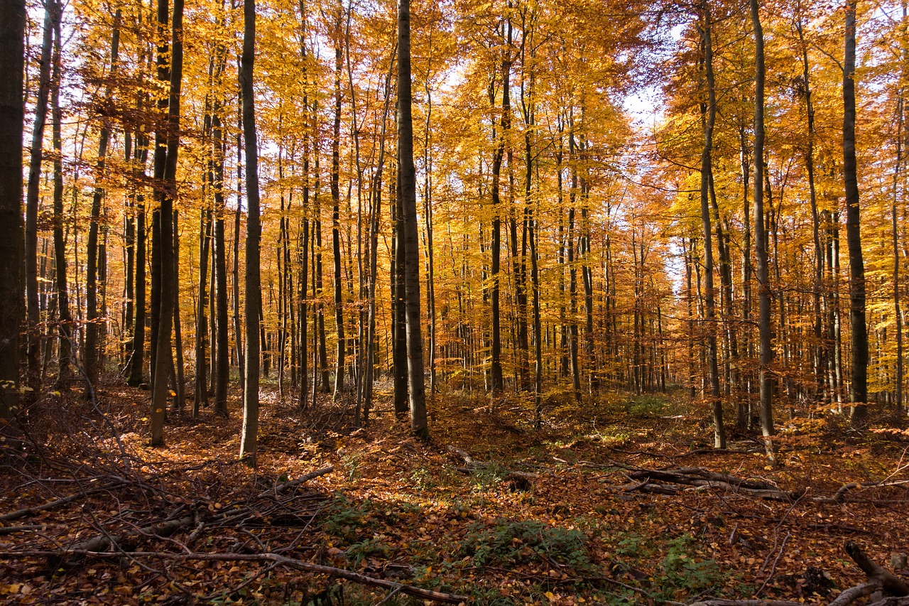 autumn forest leaves free photo