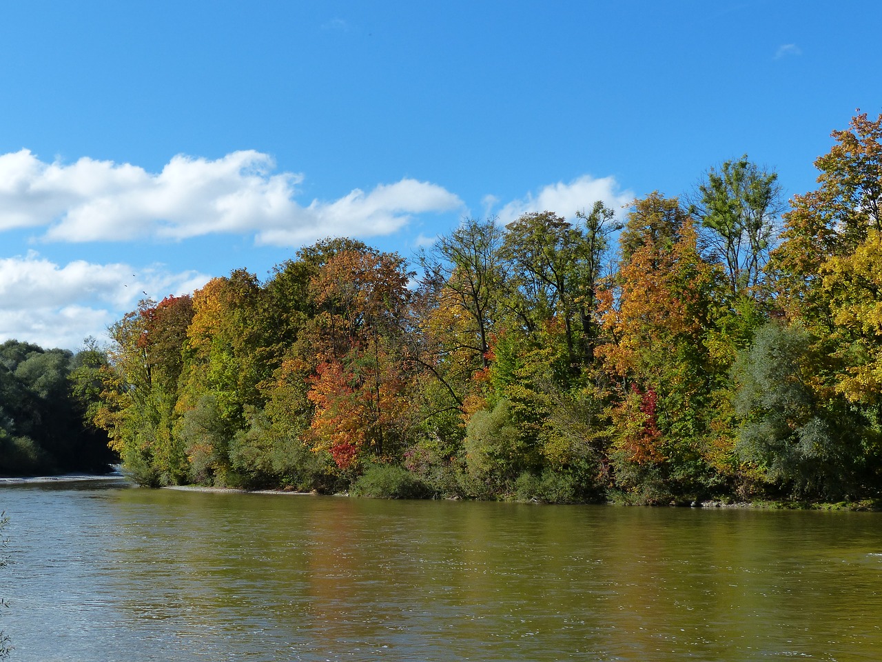 autumn isar forest free photo