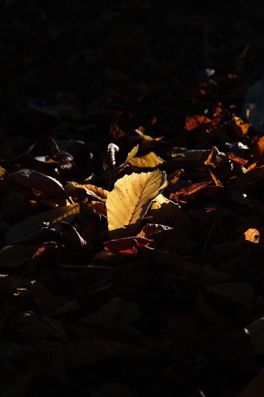 autumn leaf leaves free photo