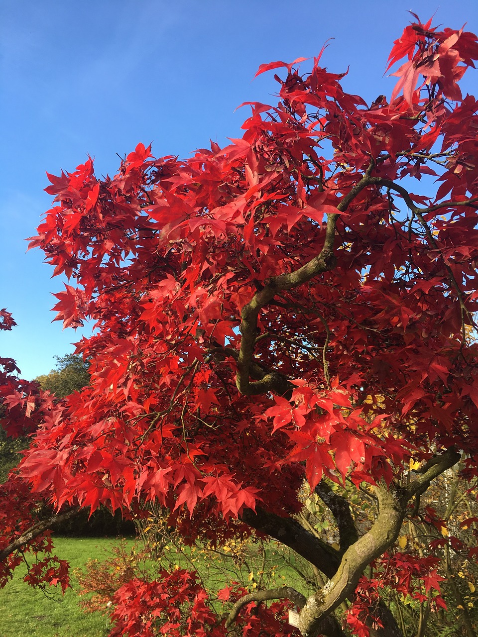 autumn red plant free photo