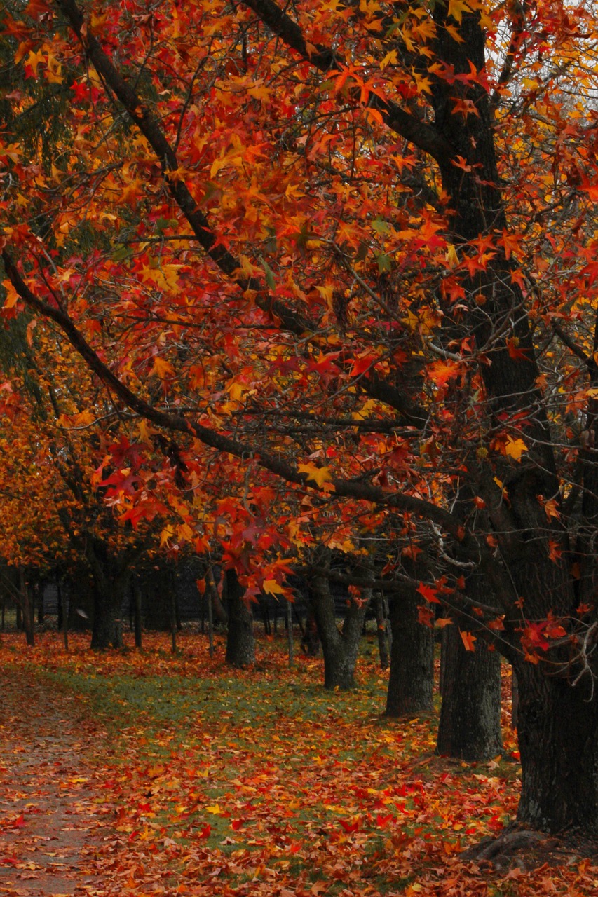 autumn trees forest free photo
