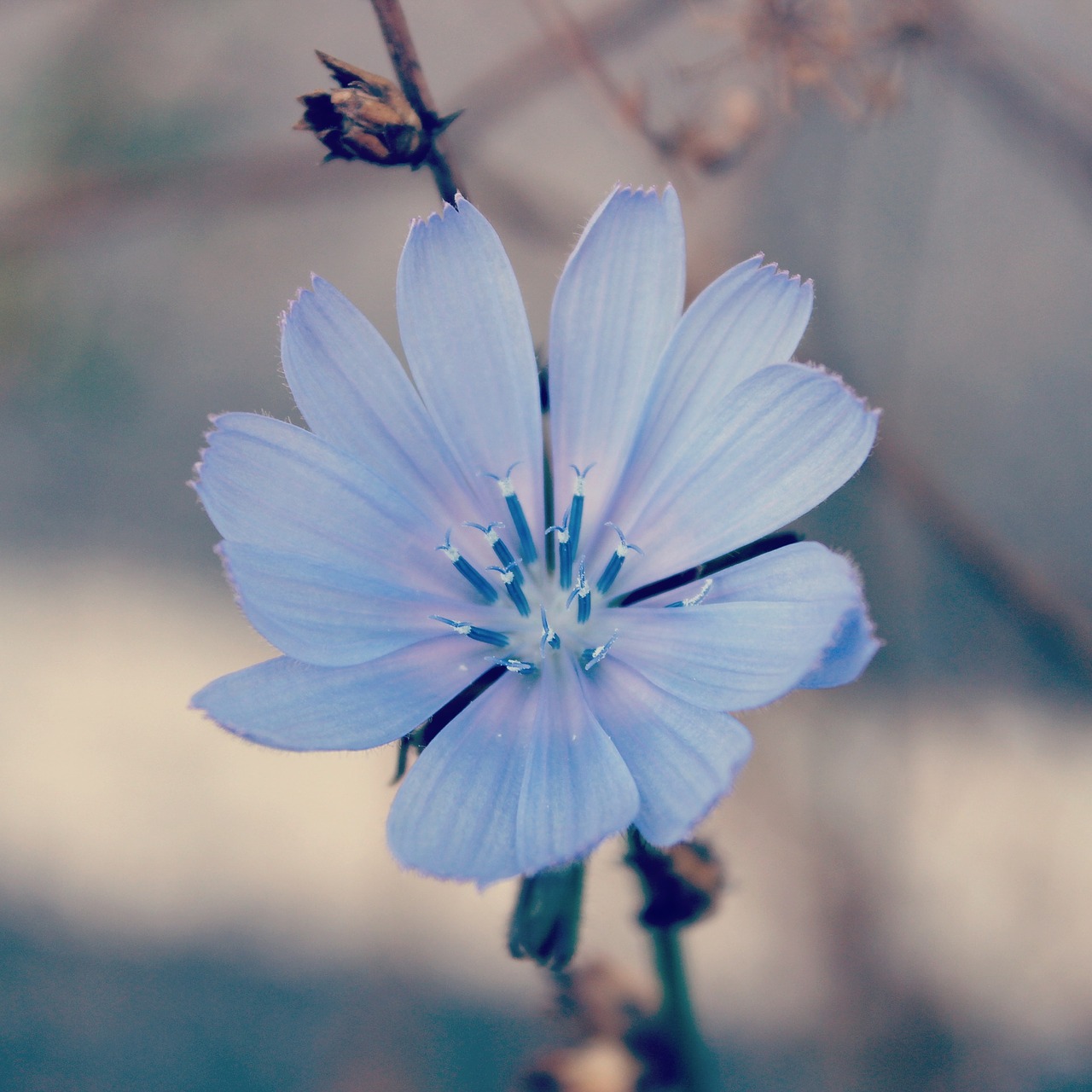 autumn flower blue free photo