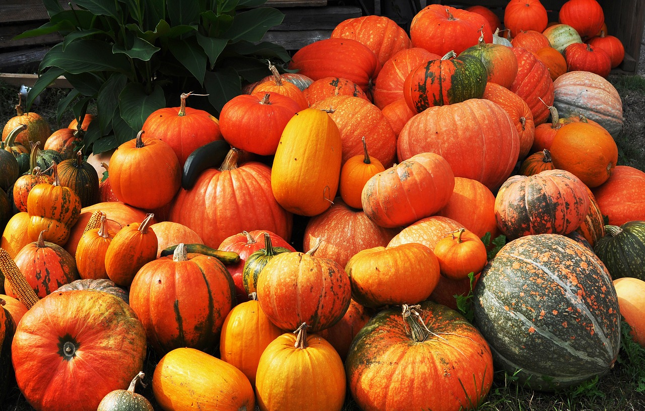 autumn harvest pumpkin free photo