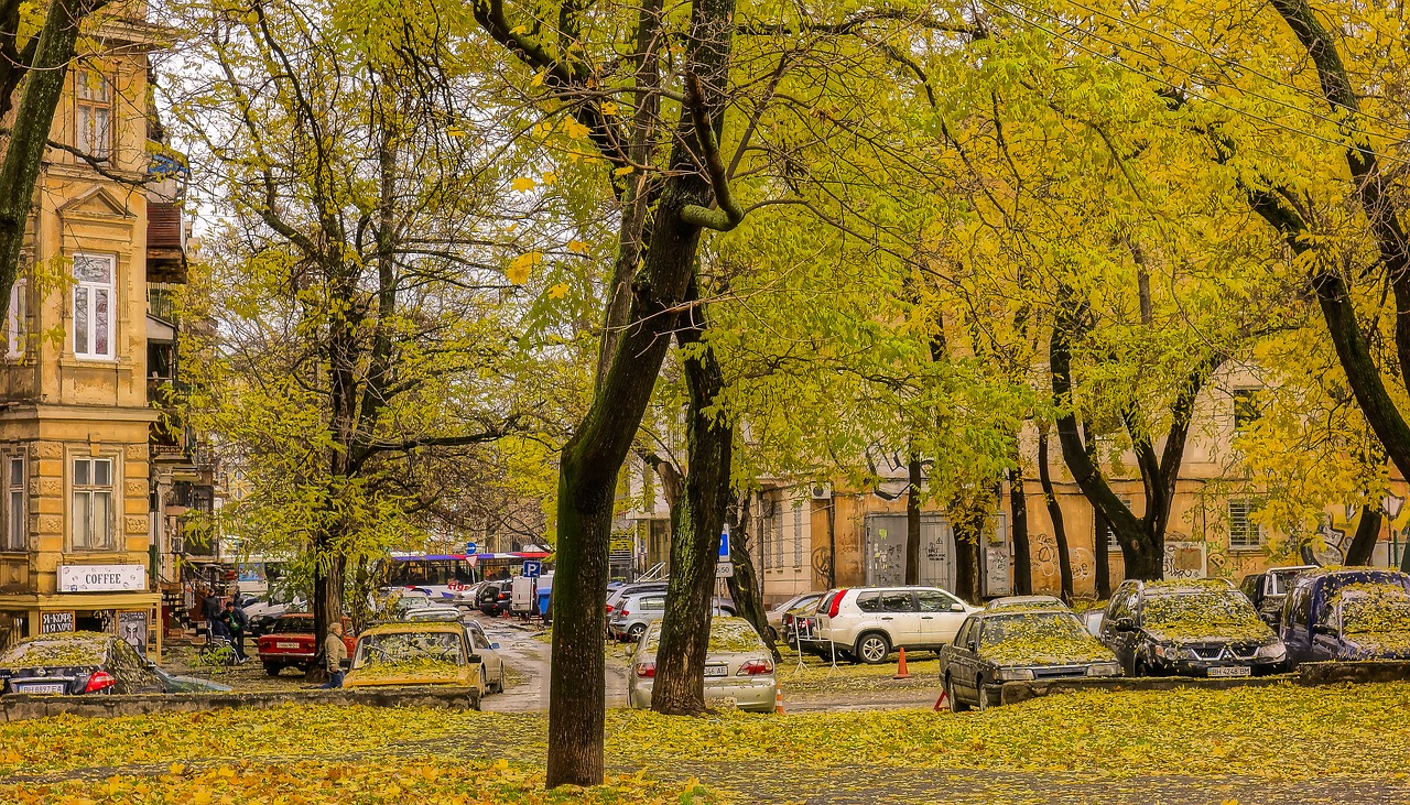 autumn yellow leaves autumn colors free photo