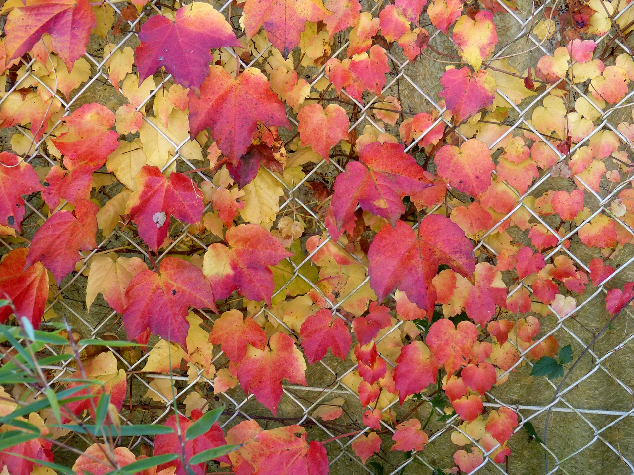 autumn golden autumn leaves free photo