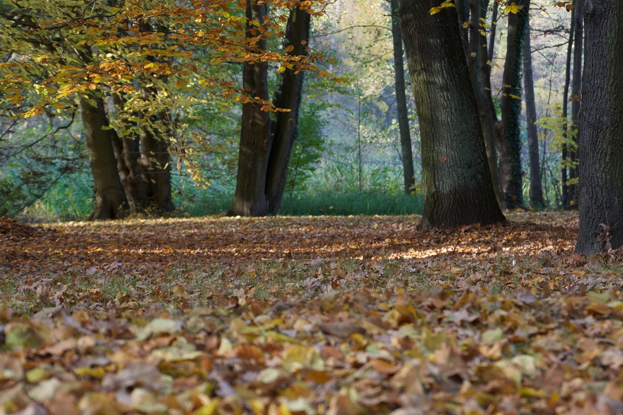 autumn forest nature free photo