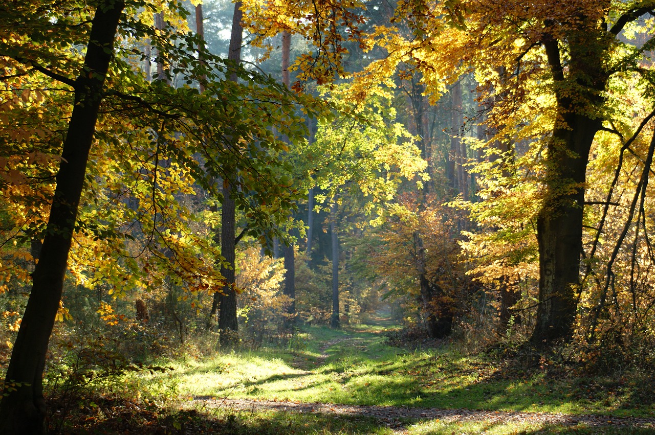 autumn forest trees free photo