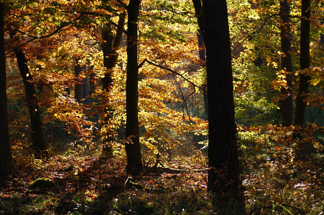 autumn forest trees free photo