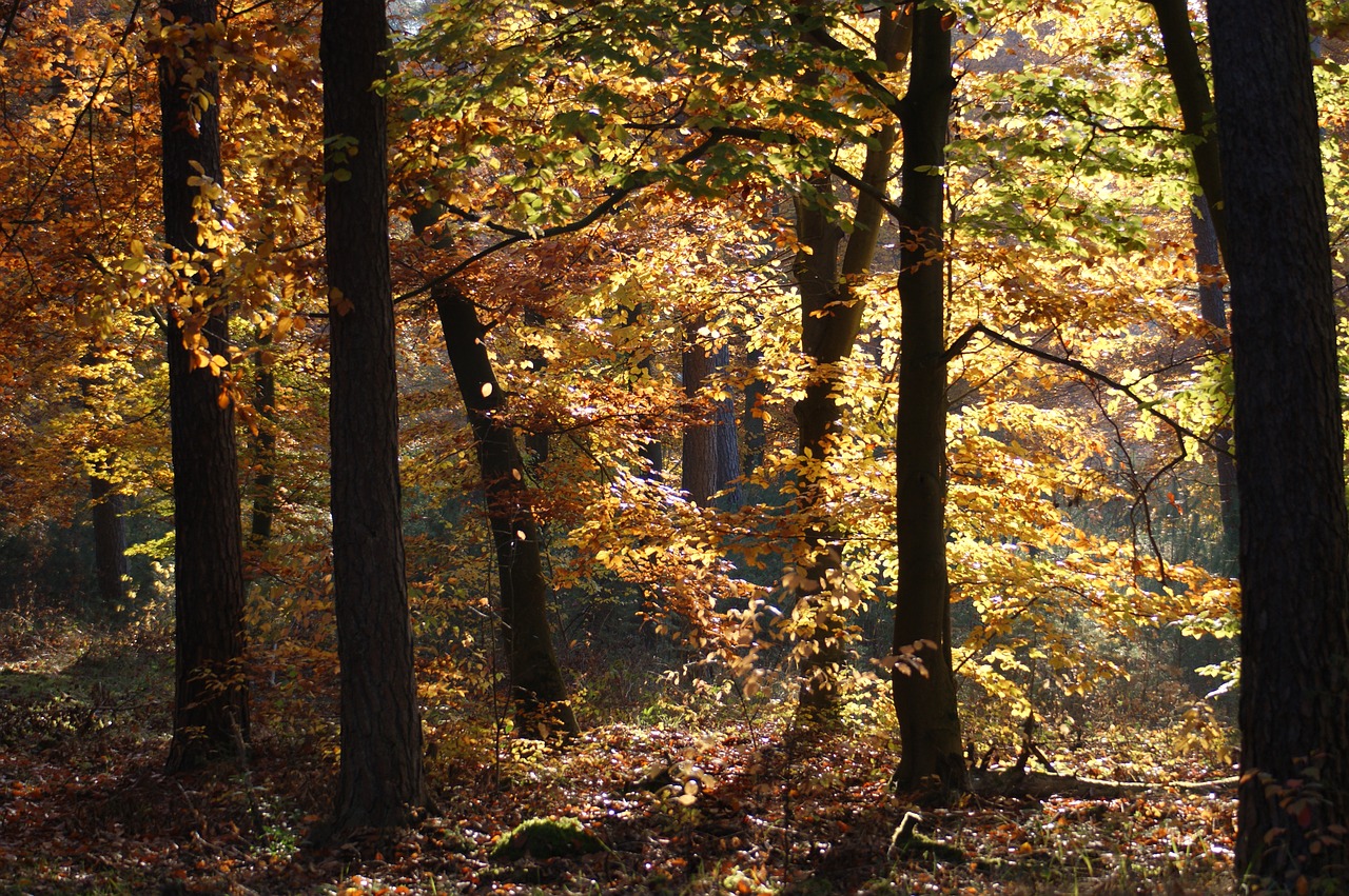 autumn forest trees free photo