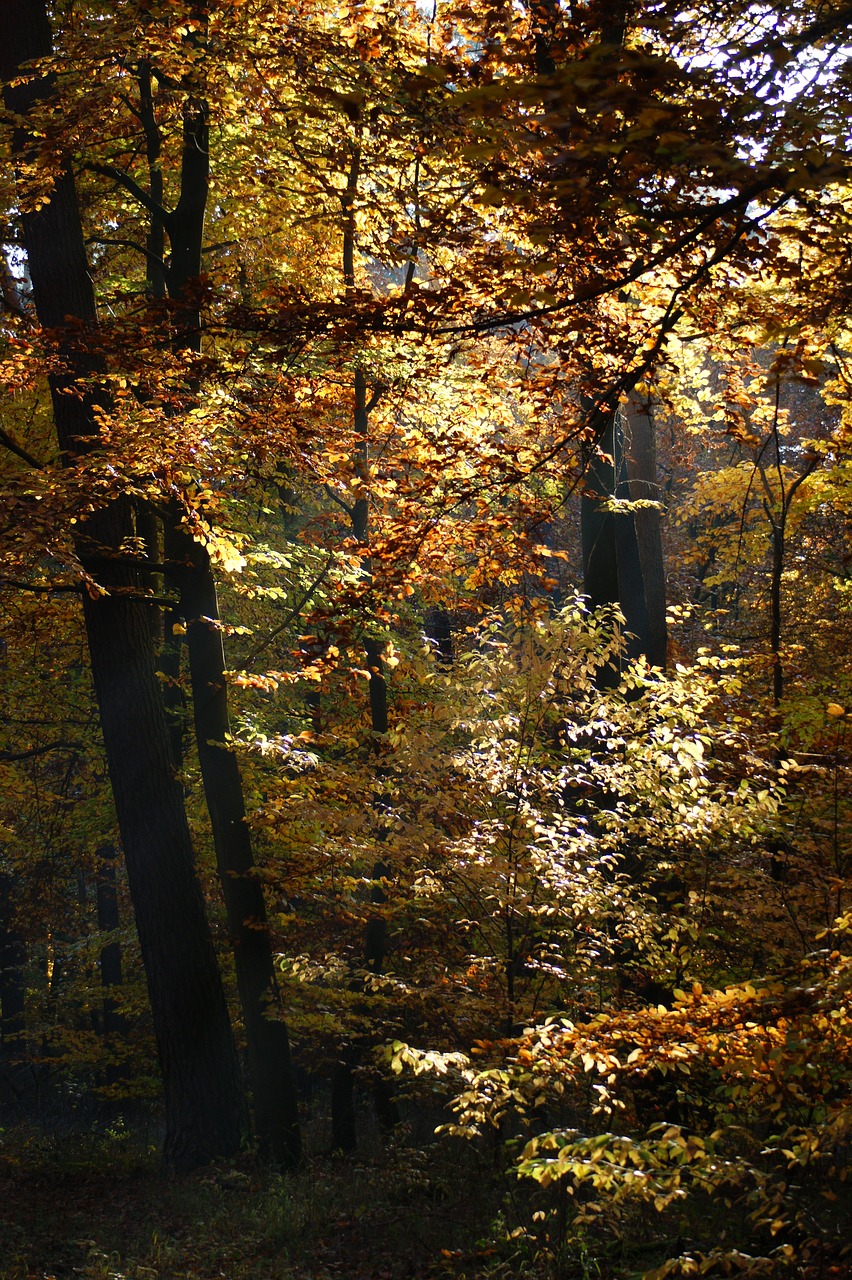 autumn forest trees free photo