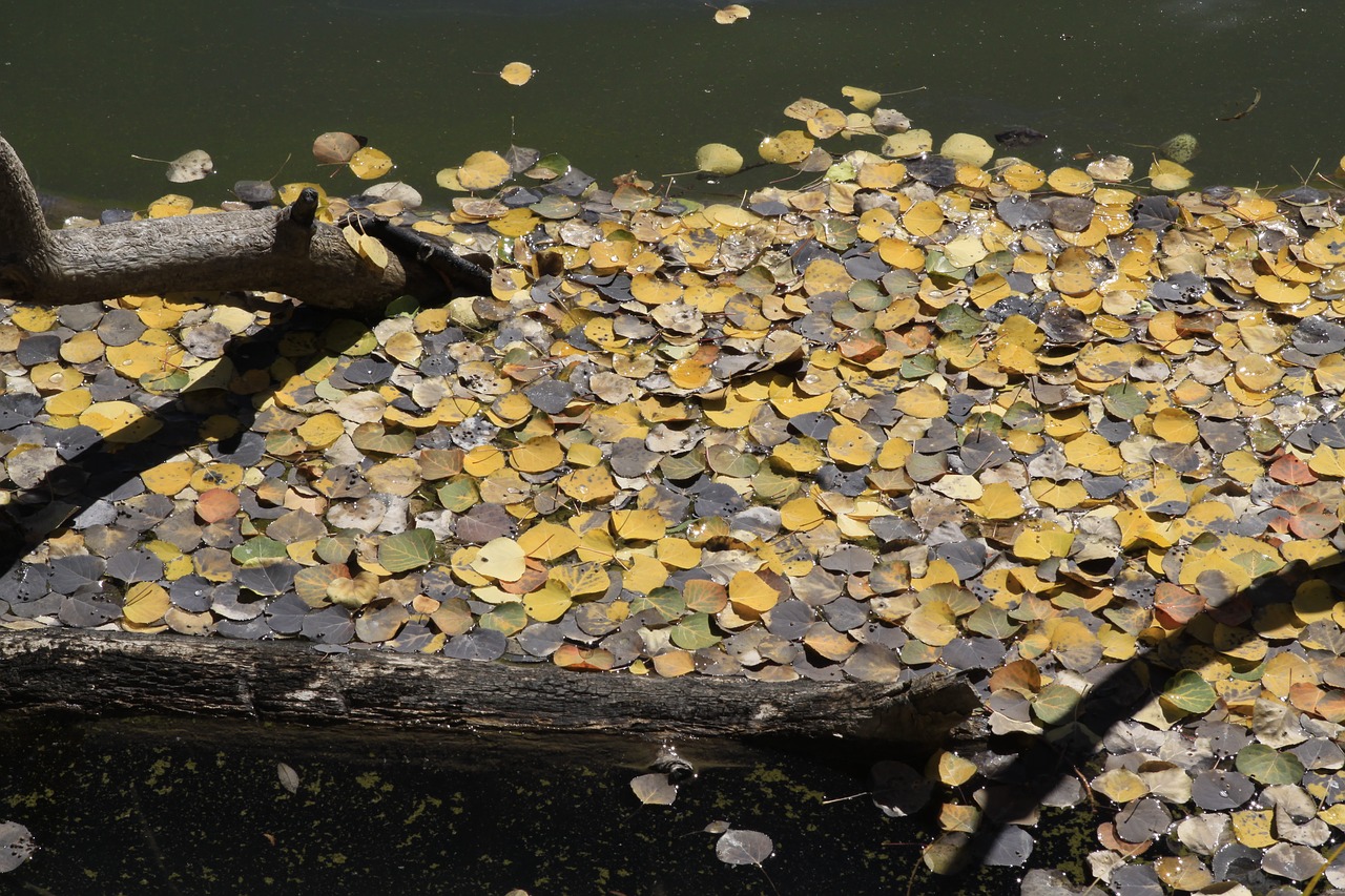 autumn nature colorado free photo