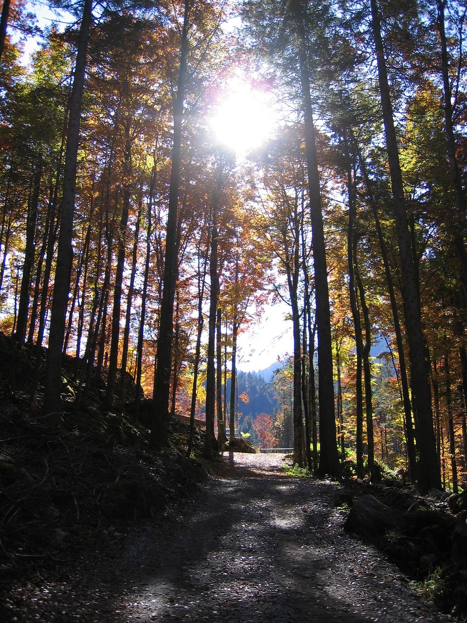 autumn forest fall color free photo