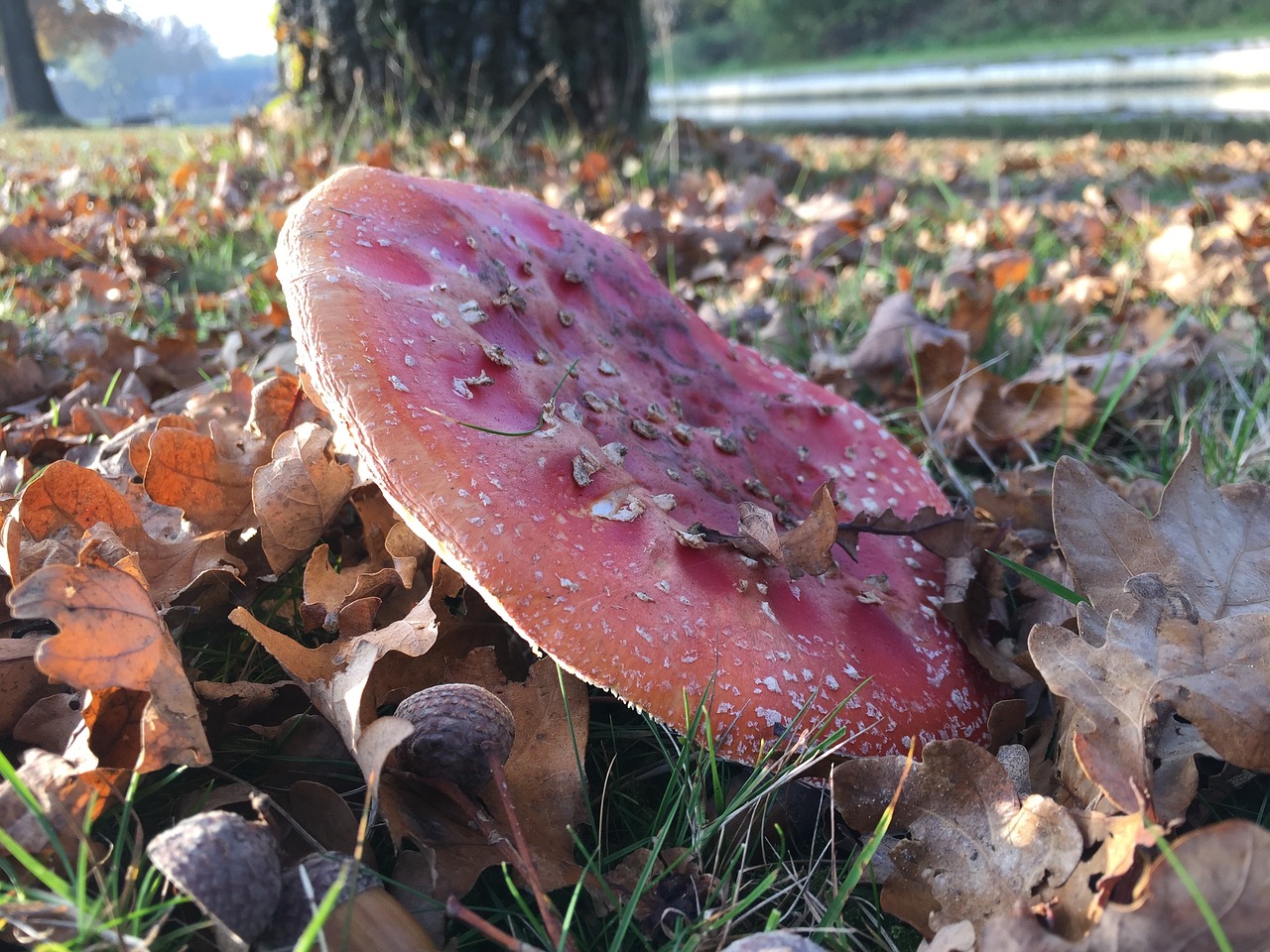 autumn mushroom nature free photo