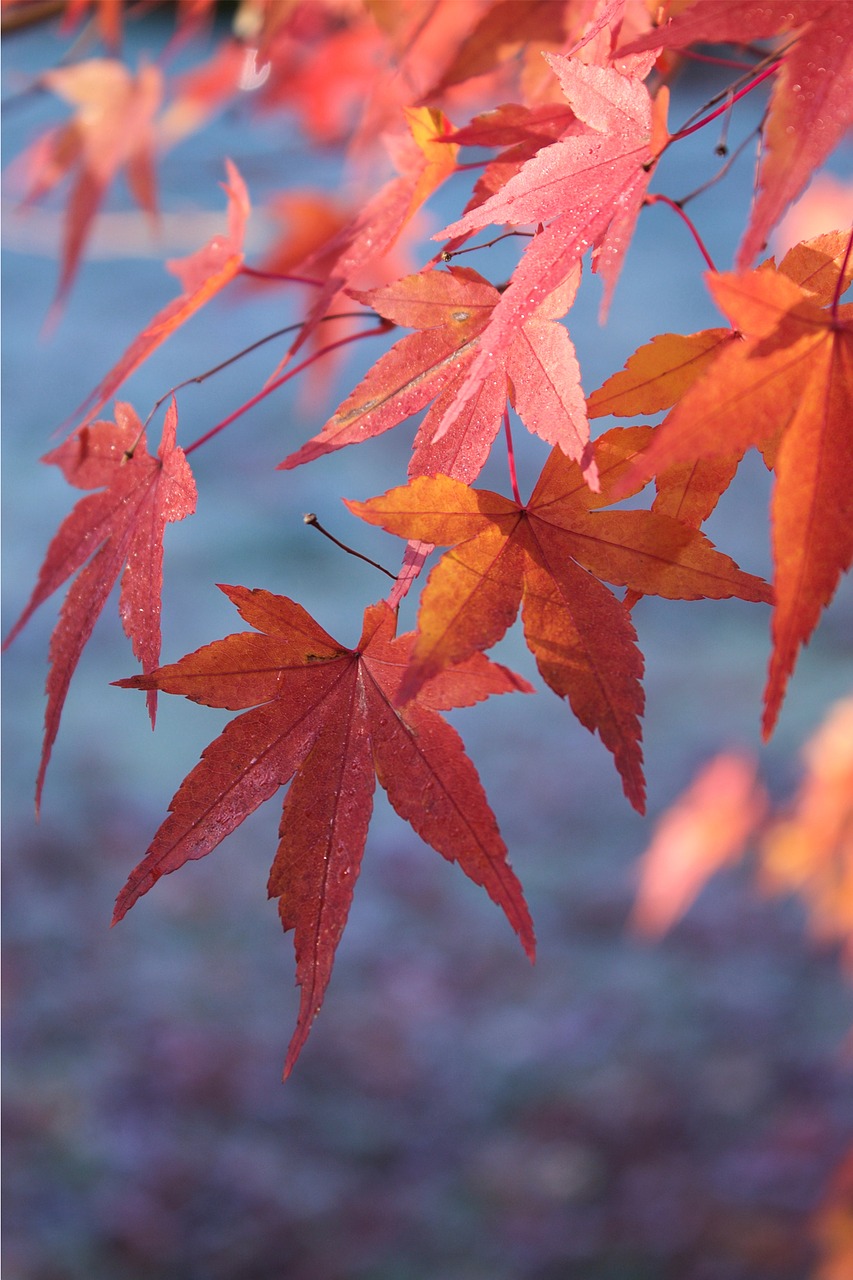 autumn leaves orange free photo