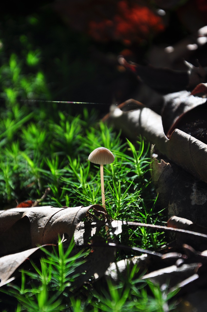 autumn forest path free photo