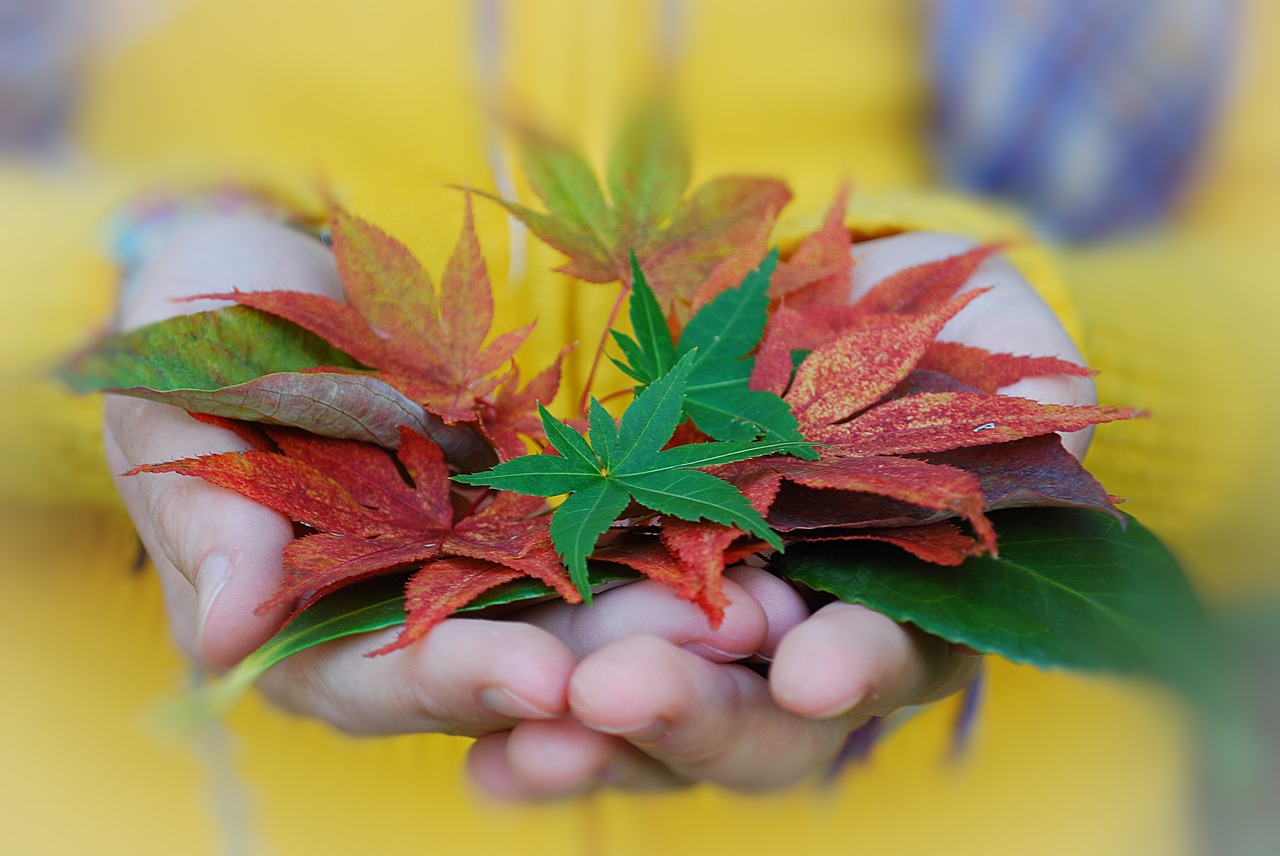 autumn leaves colors free photo