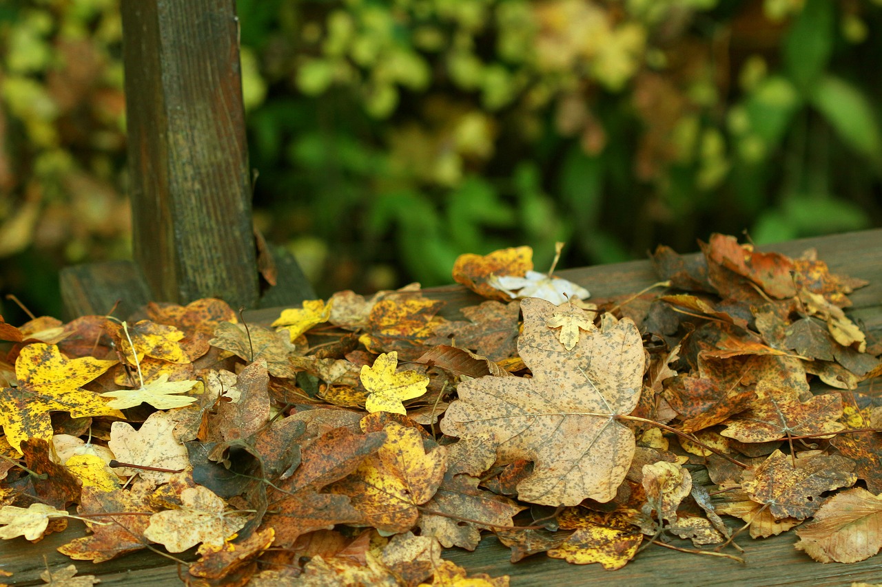 autumn forest autumn forest free photo