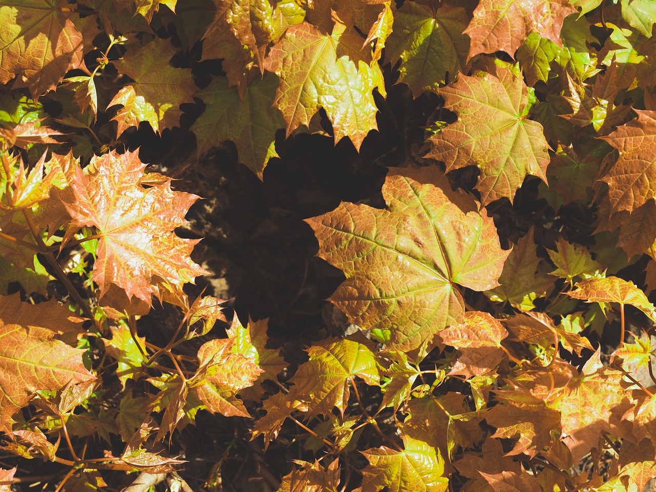 autumn foliage maple free photo