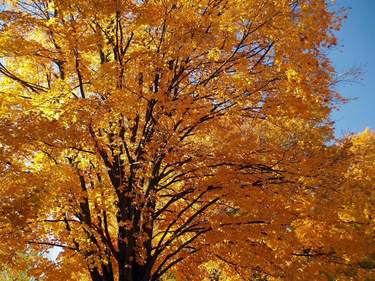 autumn foliage yellow free photo