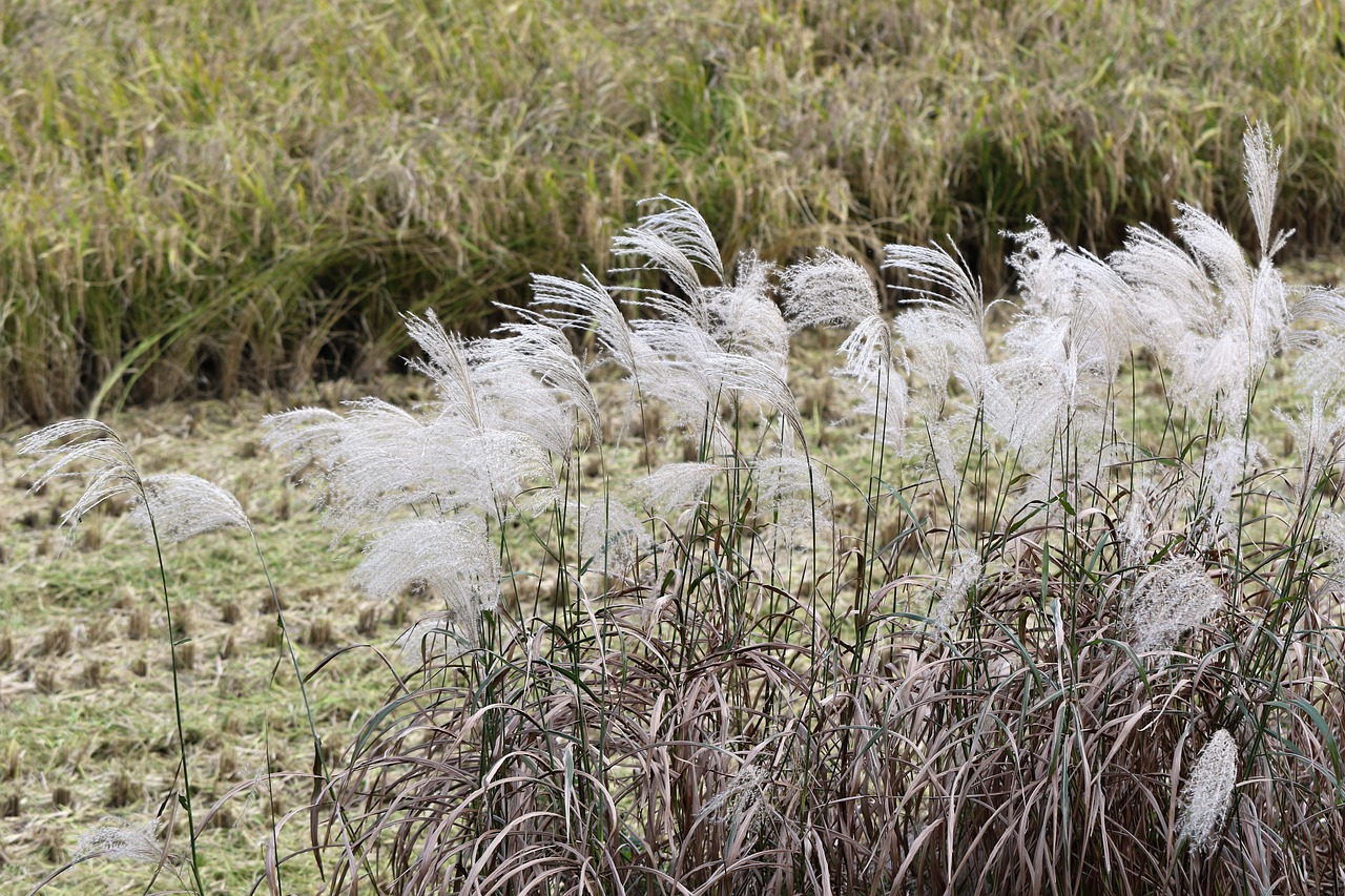 autumn reed rice paddies free photo