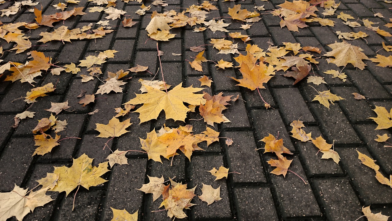 autumn pavement fallen leaves free photo