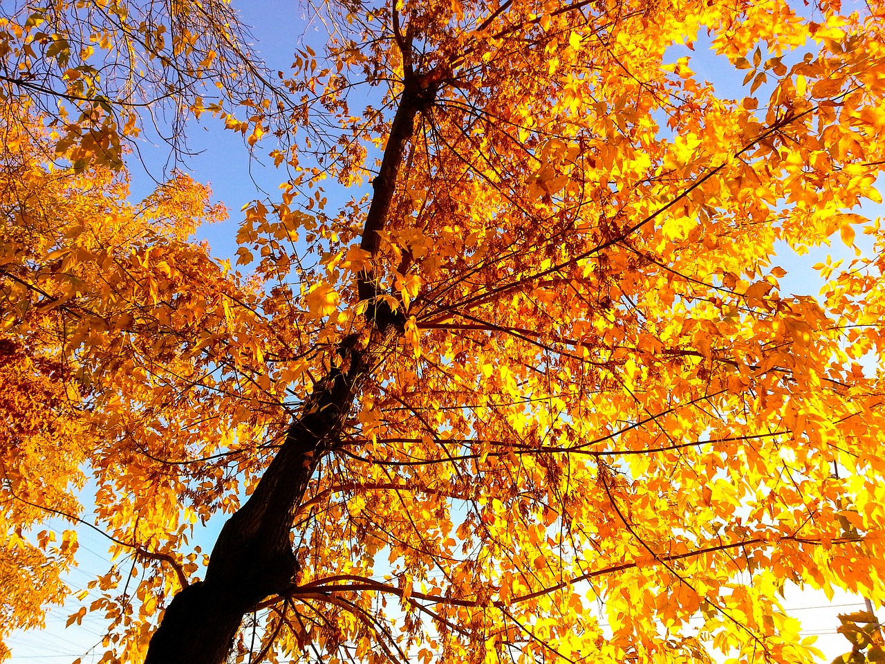 autumn tree leaves free photo