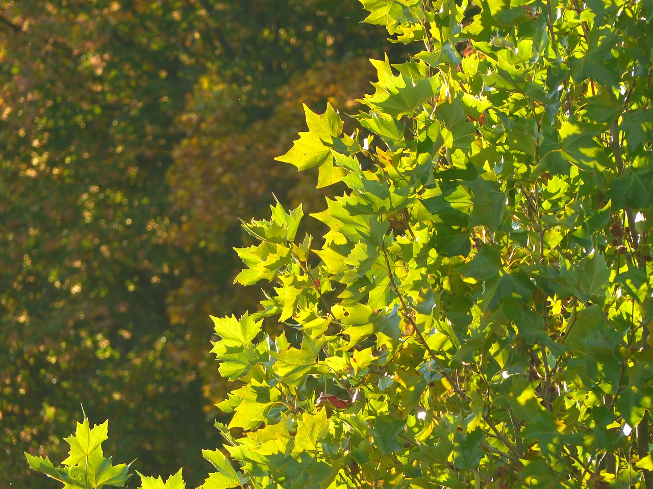 autumn green sun free photo