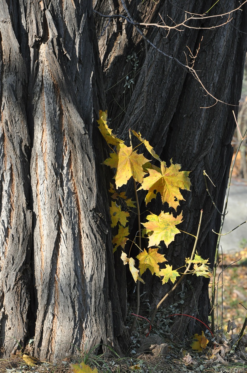 autumn tree foliage free photo