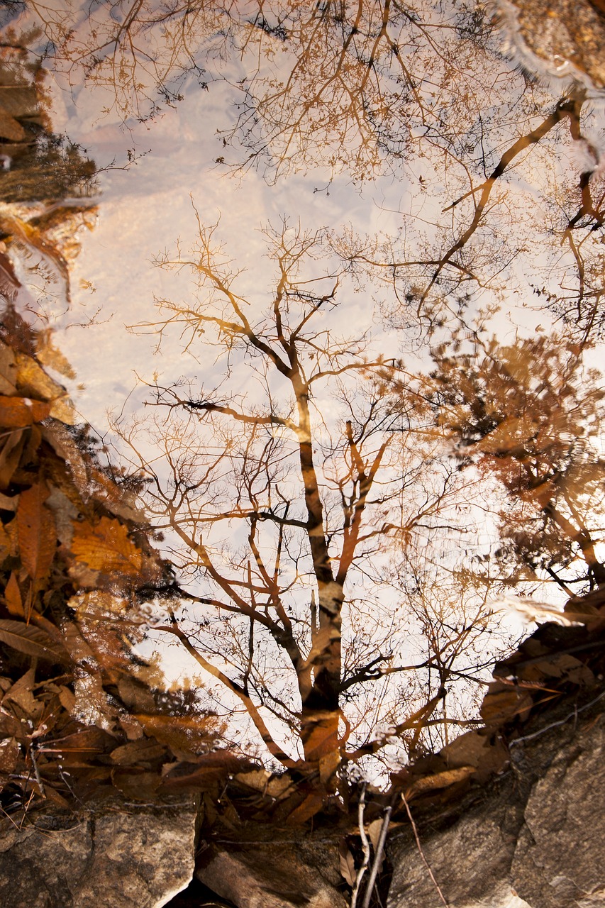 autumn autumn leaves pond free photo