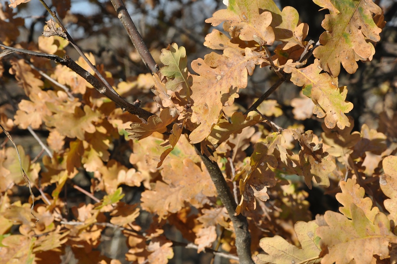 autumn foliage the sun free photo