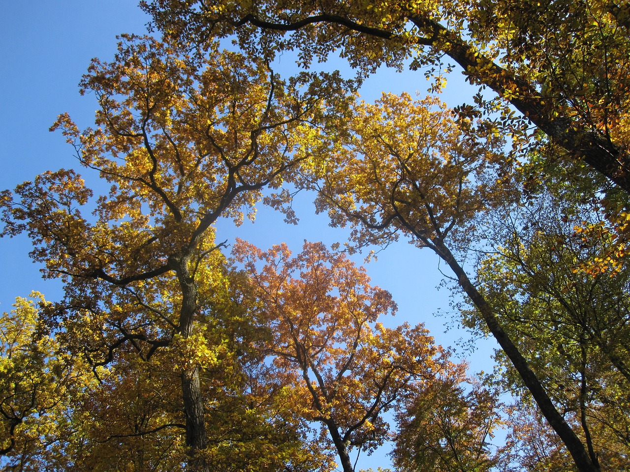 autumn book forest free photo