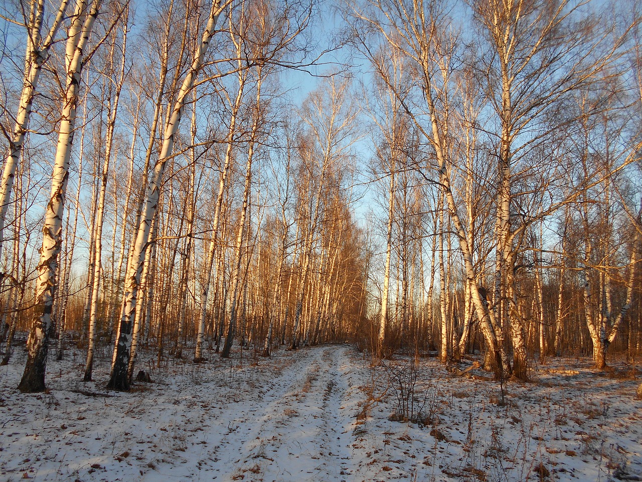 autumn trees forest free photo