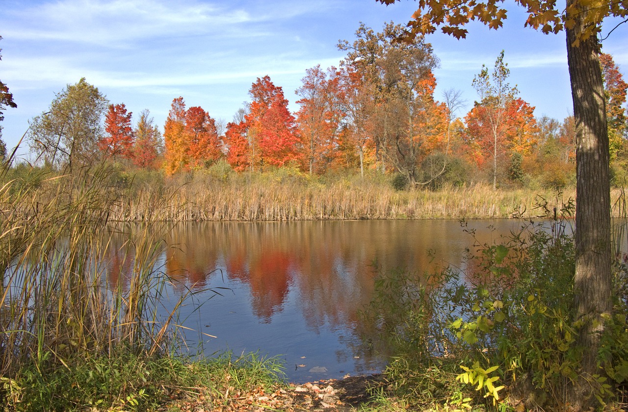 autumn pond landscape free photo