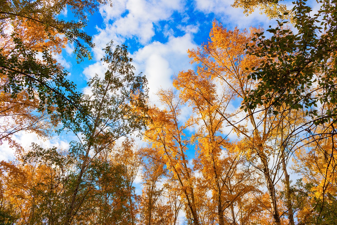 autumn leaves autumn leaf free photo