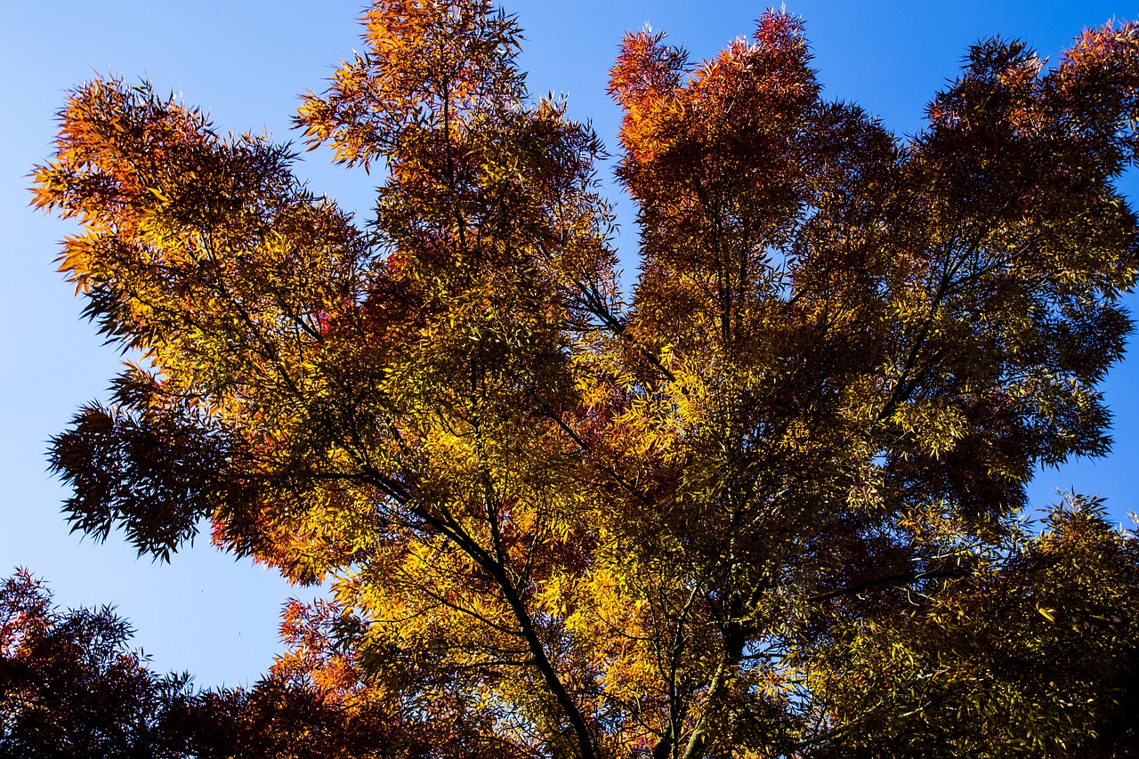 autumn tree nature free photo