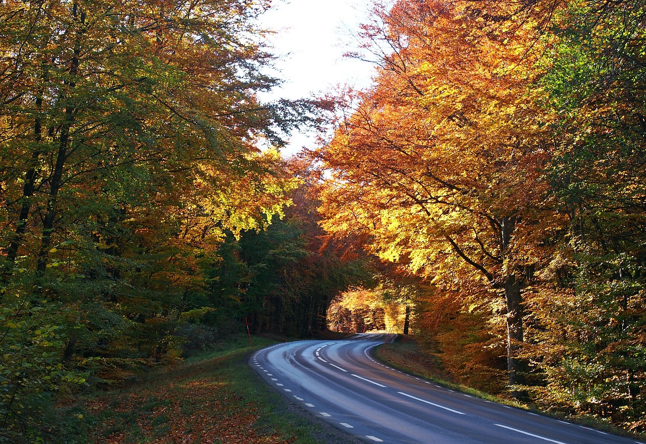 autumn höstväg road free photo