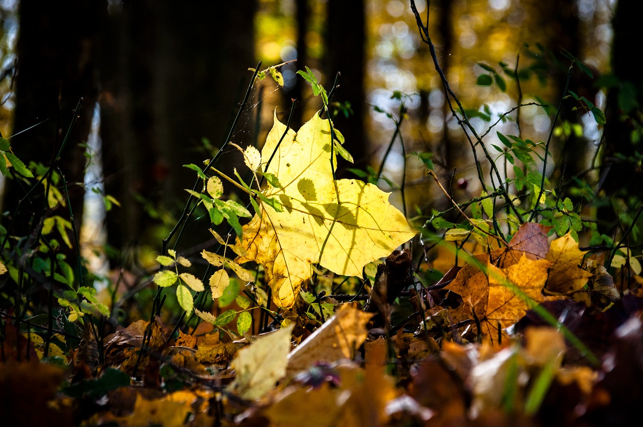 autumn light leaf free photo