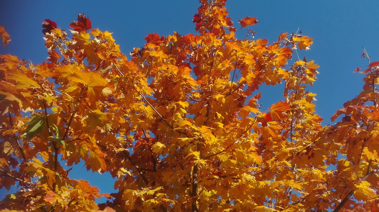 autumn tree leaves free photo