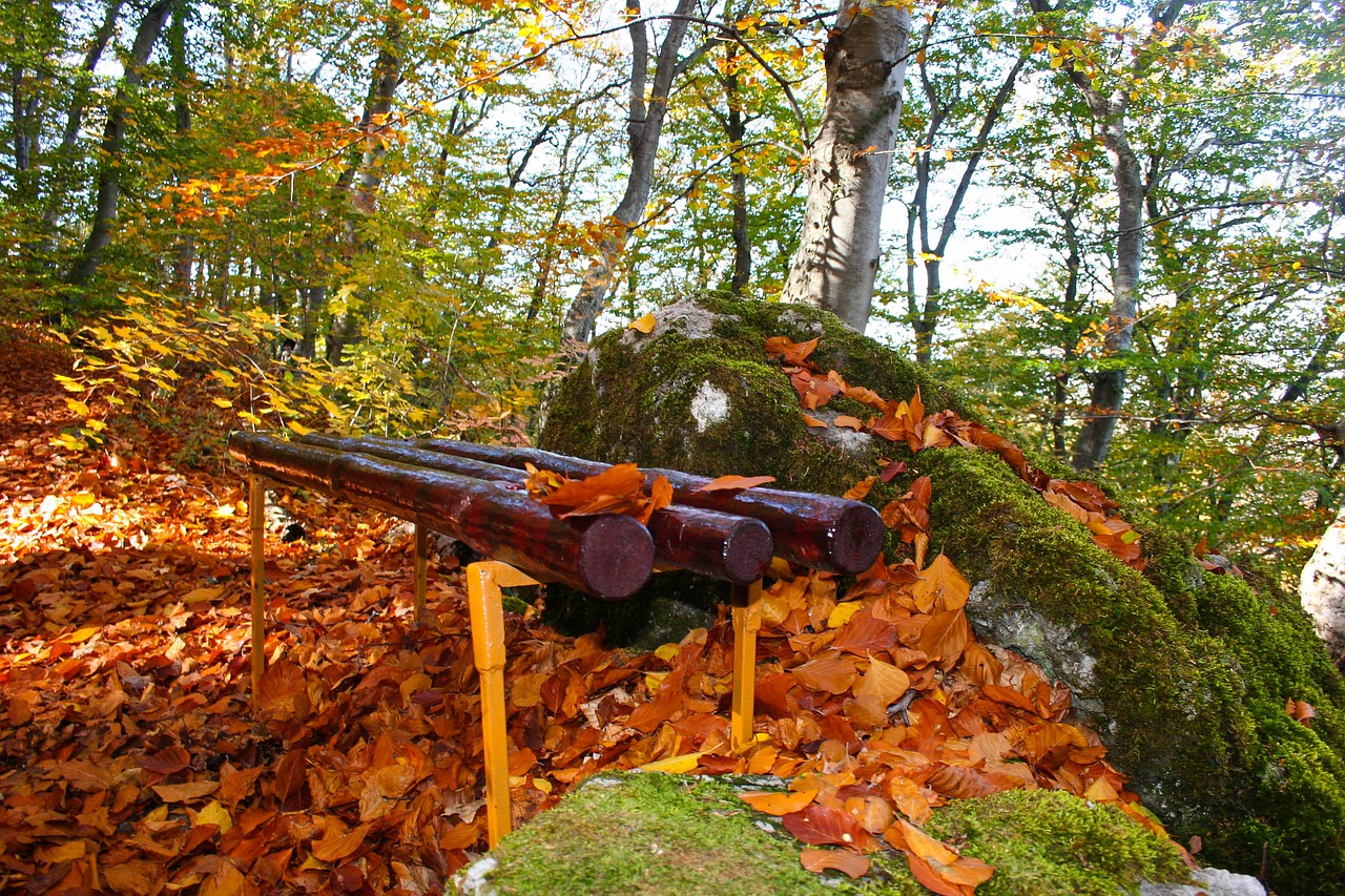 autumn forest yellow free photo